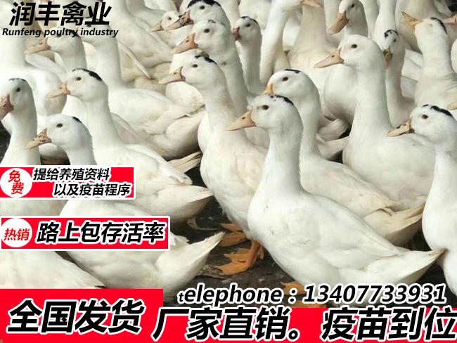 1587727115955440.jpg 13.jpg